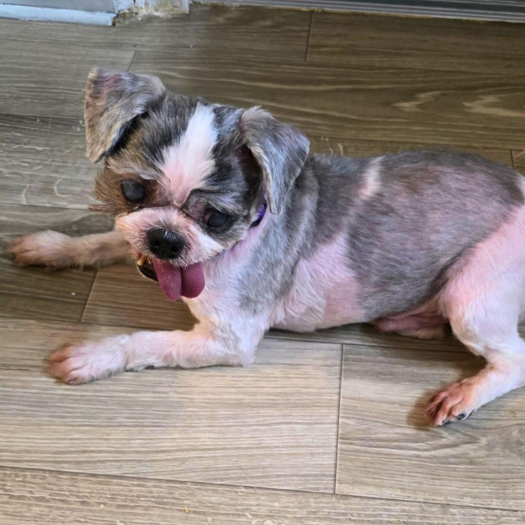 Enlarge Charlie Glam, a ADOPTABLE Shih Tzu in New York, NY image 3/5