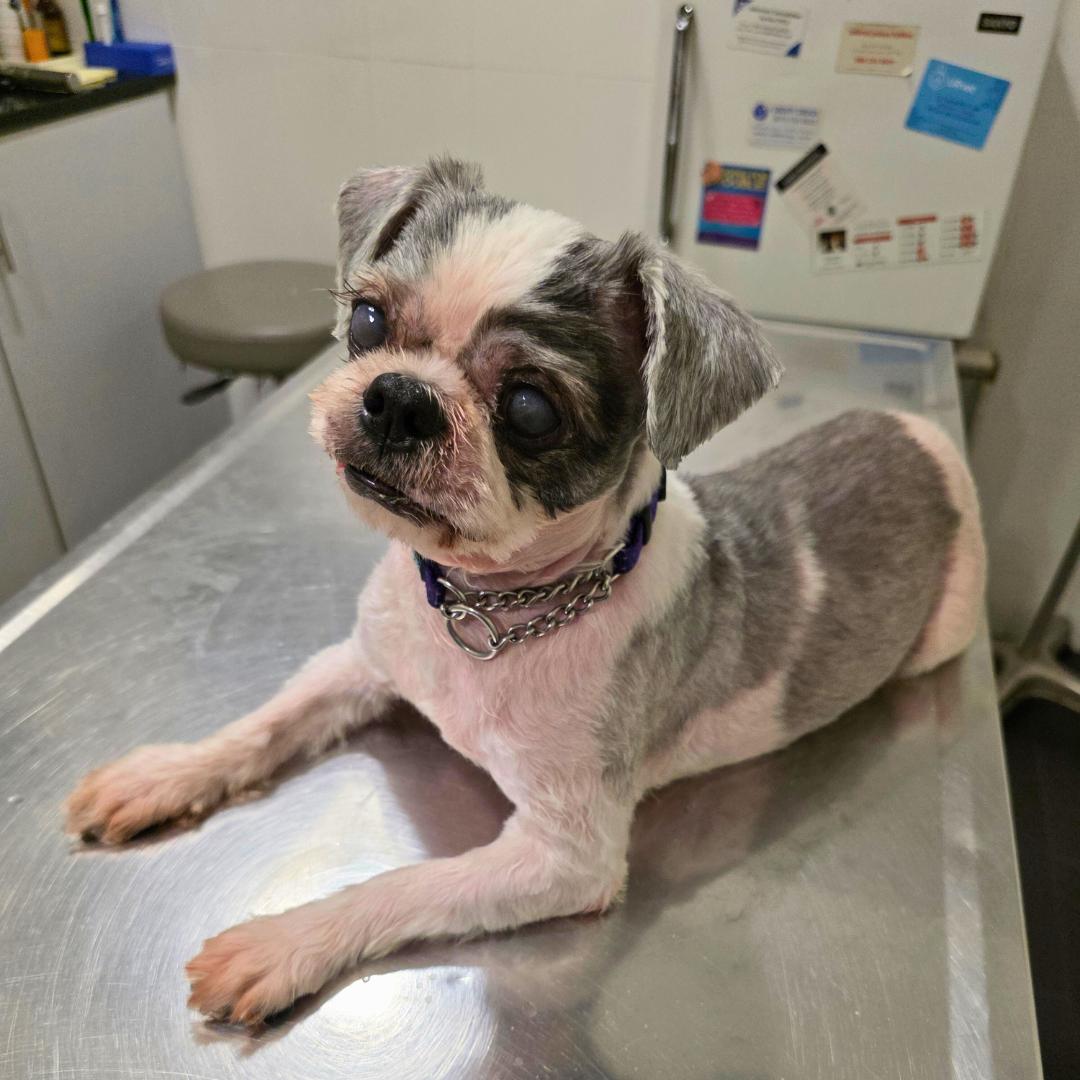 Enlarge Charlie Glam, a ADOPTABLE Shih Tzu in New York, NY image 1/5