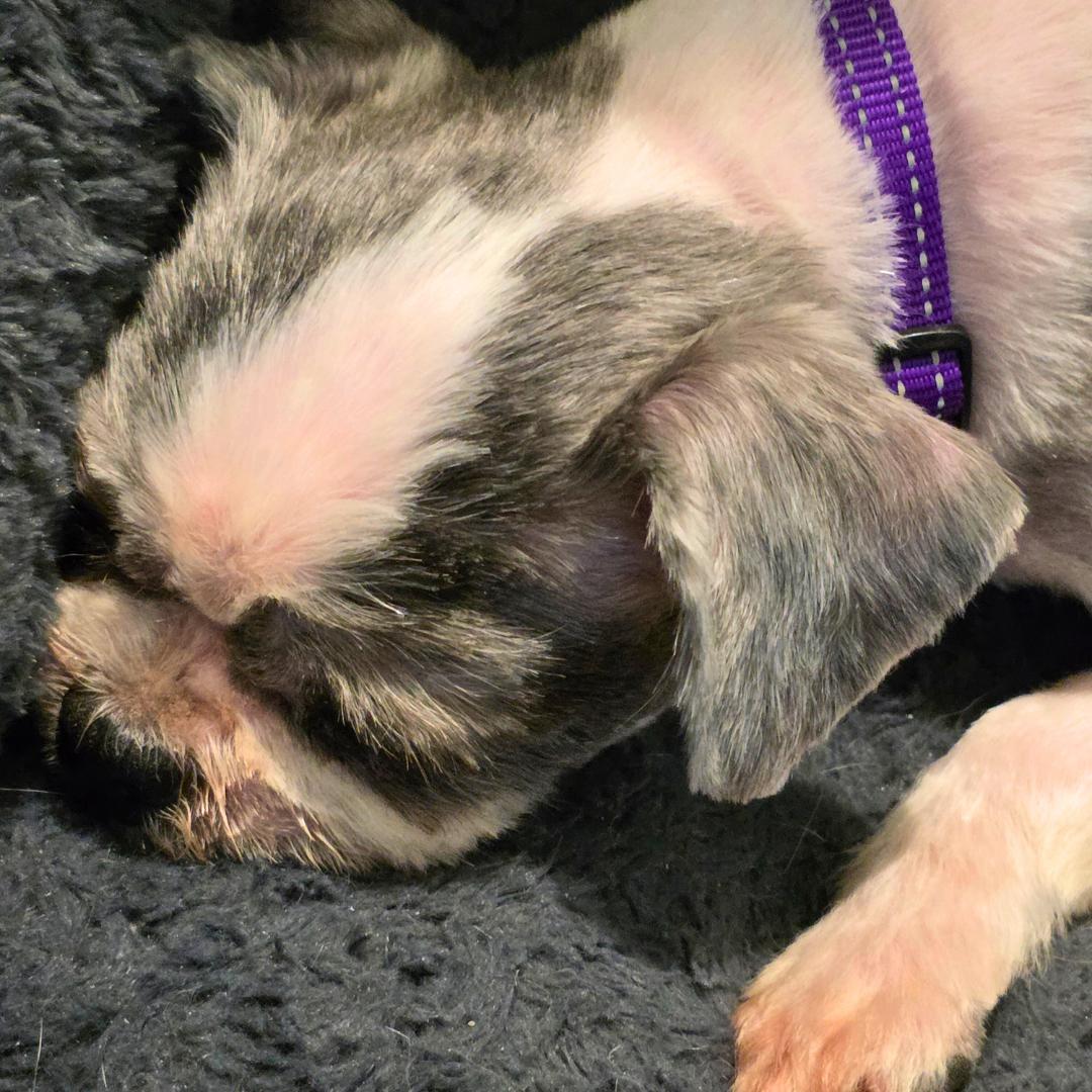Enlarge Charlie Glam, a ADOPTABLE Shih Tzu in New York, NY image 2/5