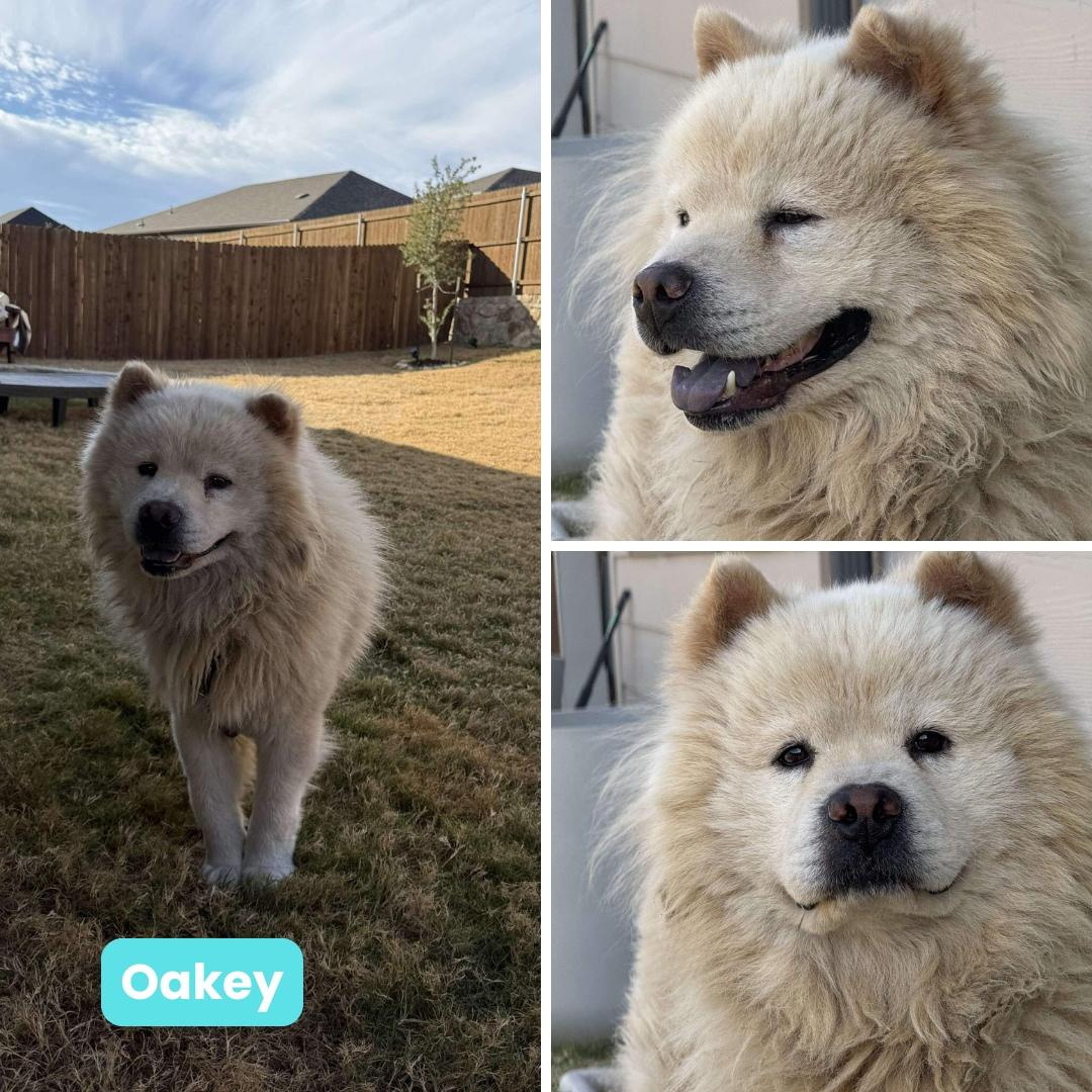 Enlarge Oakey fka Sushi, a Adoptable Chow Chow in Houston, TX image 1/3