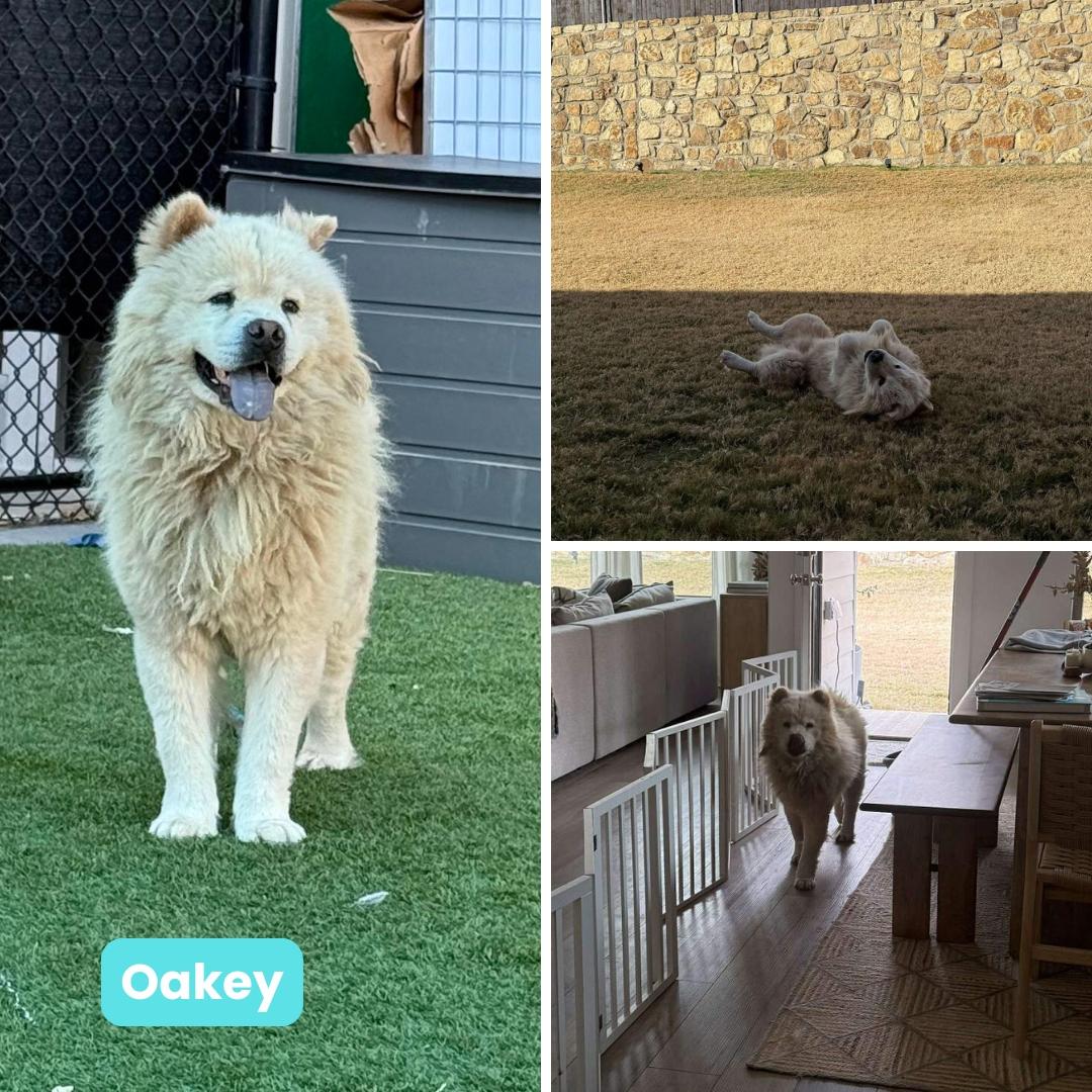 Enlarge Oakey fka Sushi, a Adoptable Chow Chow in Houston, TX image 2/3