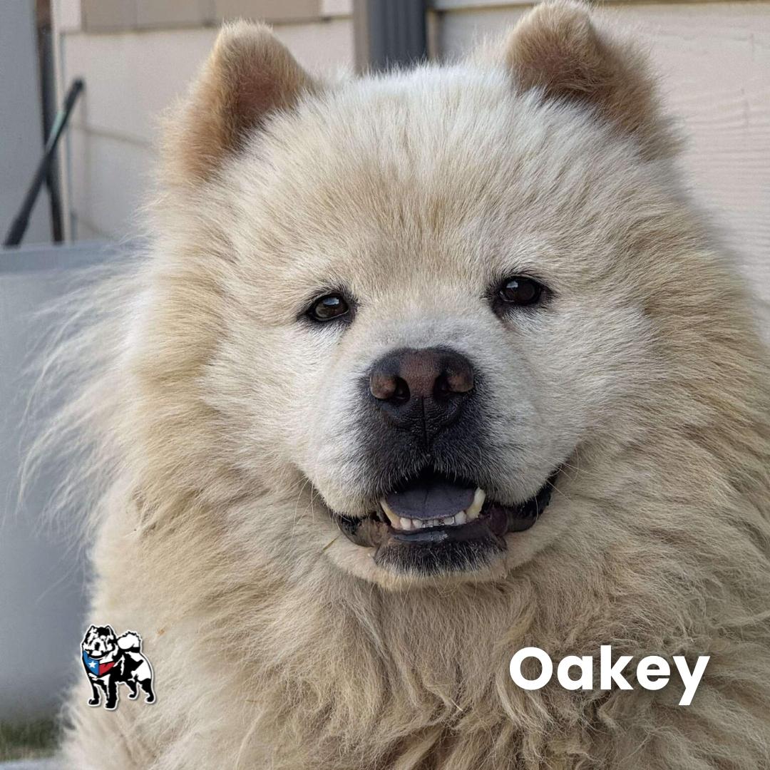 Oakey Fka Sushi thumbnail 3