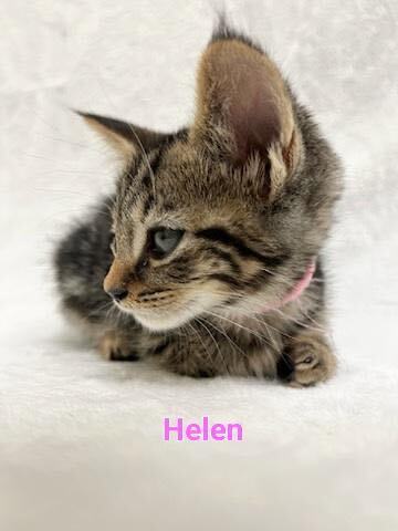 Enlarge Helen, an adoptable mixed breed in Greensboro, NC image 1/4