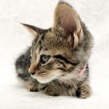 Enlarge Helen, an adoptable mixed breed in Greensboro, NC image 2/4