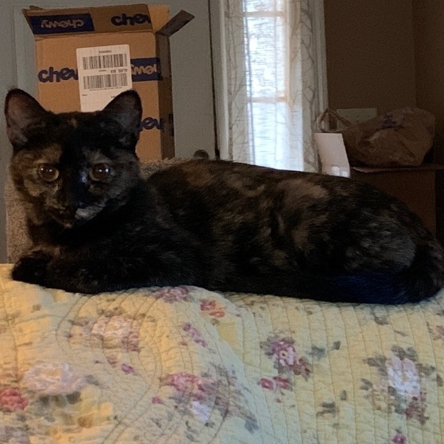 Enlarge Sushi, a Adoptable Tortoiseshell in Huffman, TX image 1/1