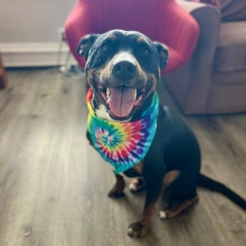 NY Toby (Home in Babylon), a Adoptable mixed breed in Eastford, CT image 2/6