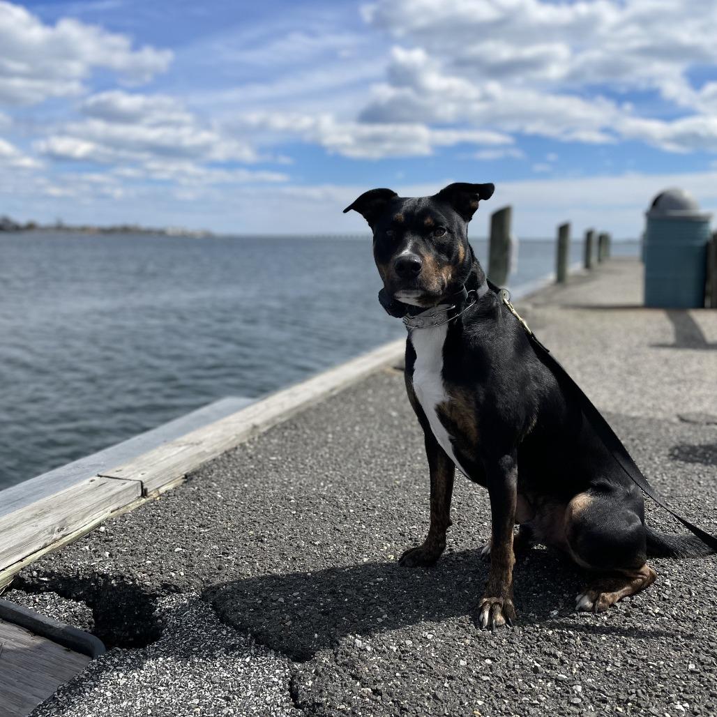 Enlarge NY Toby (Home in Babylon), a Adoptable mixed breed in Eastford, CT image 4/5