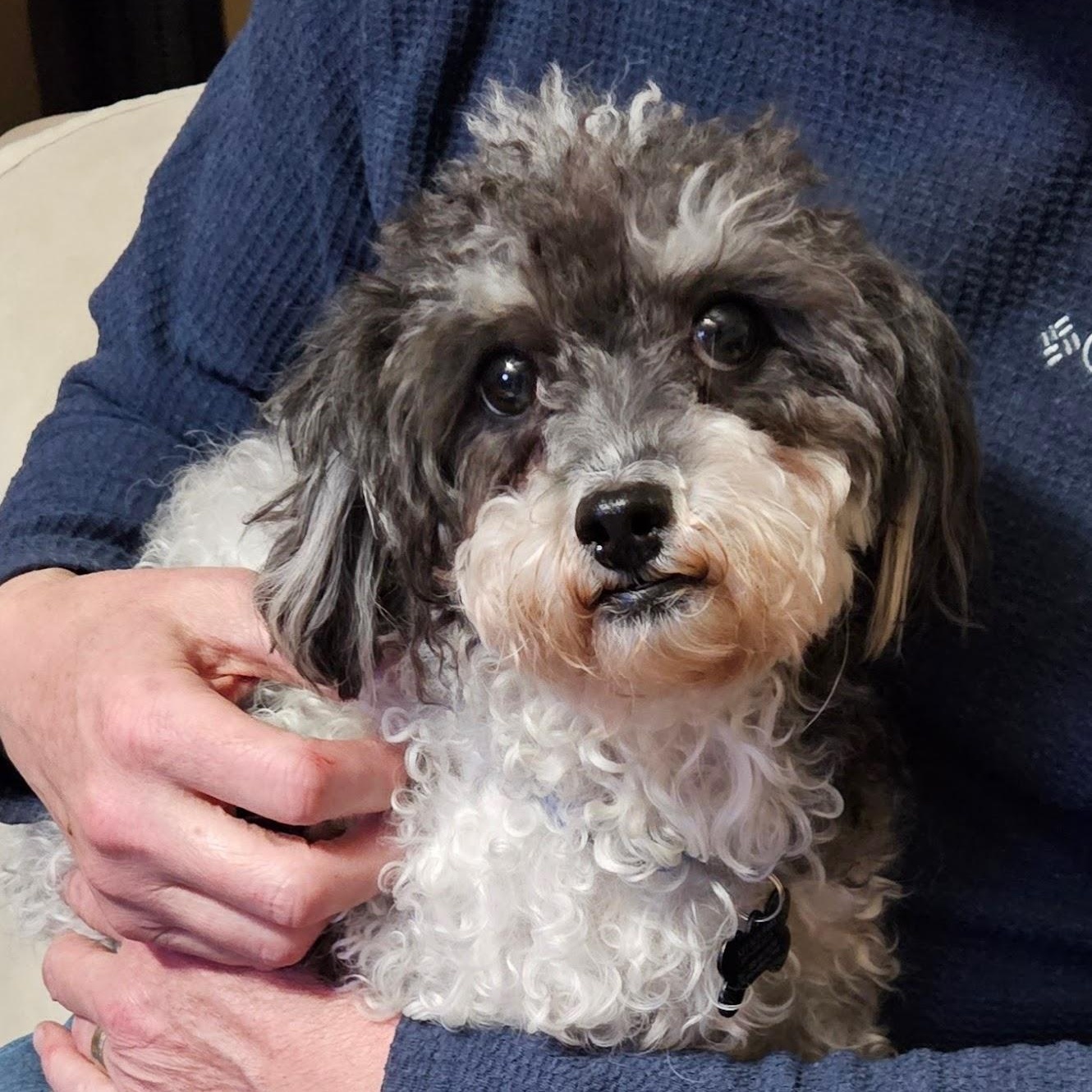 Enlarge Lyra, a ADOPTABLE Miniature Poodle in Hartland, WI image 6/6