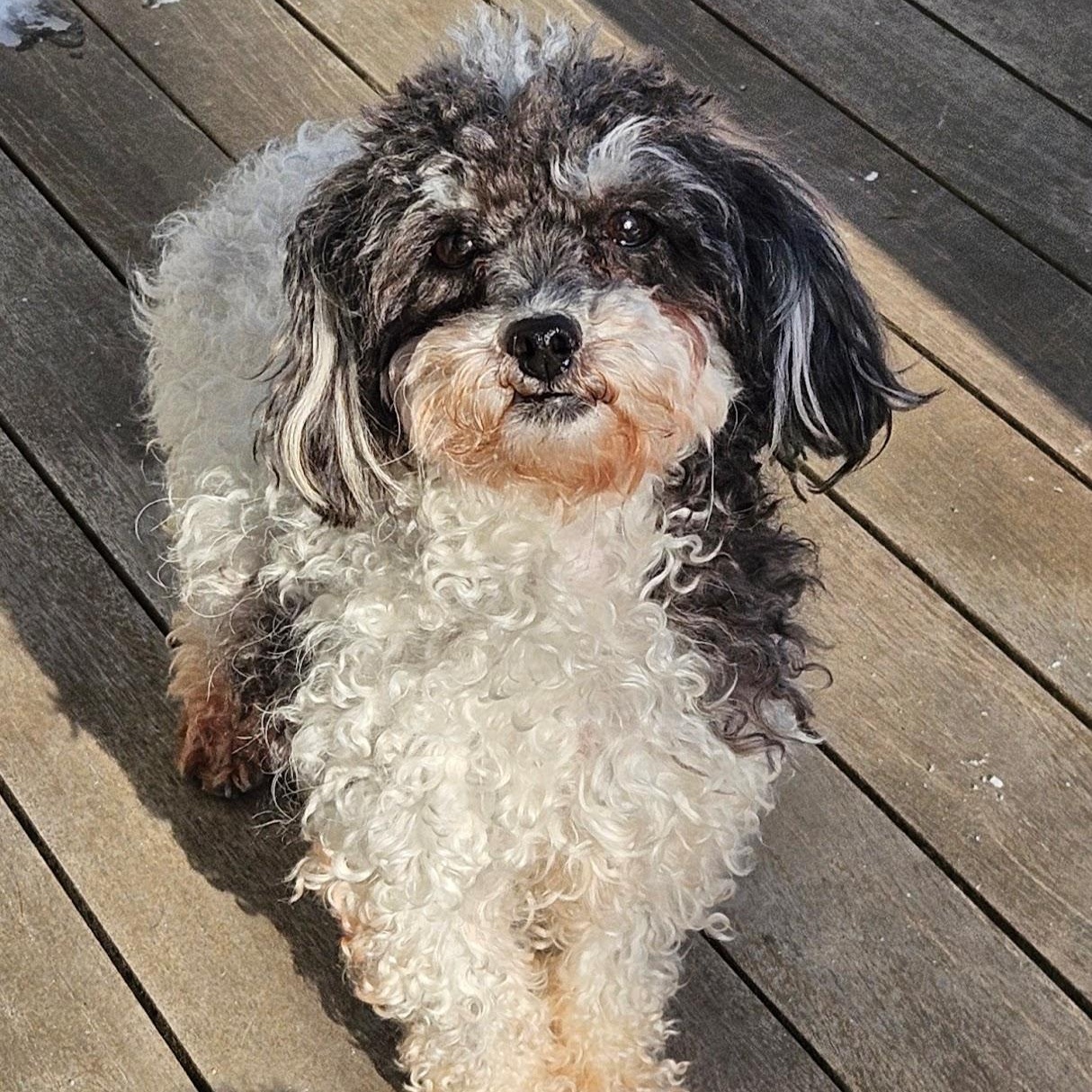 Enlarge Lyra, a ADOPTABLE Miniature Poodle in Hartland, WI image 2/6