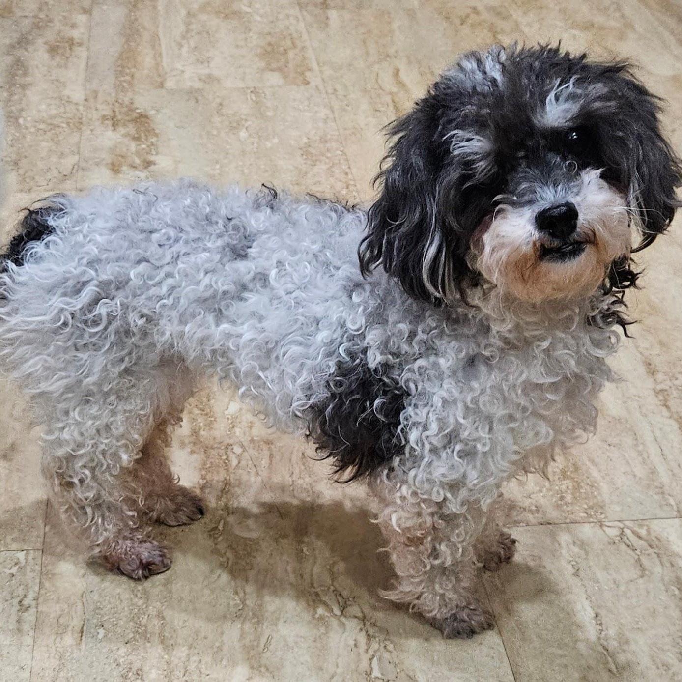 Enlarge Lyra, a ADOPTABLE Miniature Poodle in Hartland, WI image 4/6