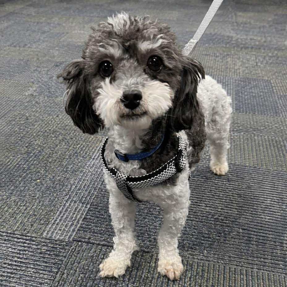 Enlarge Lyra, a ADOPTABLE Miniature Poodle in Hartland, WI image 1/6