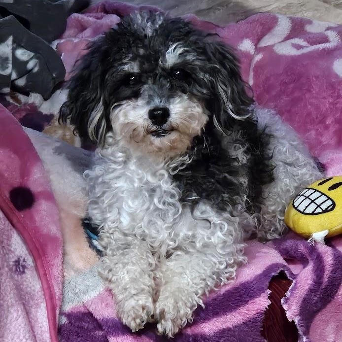 Enlarge Lyra, a ADOPTABLE Miniature Poodle in Hartland, WI image 5/6