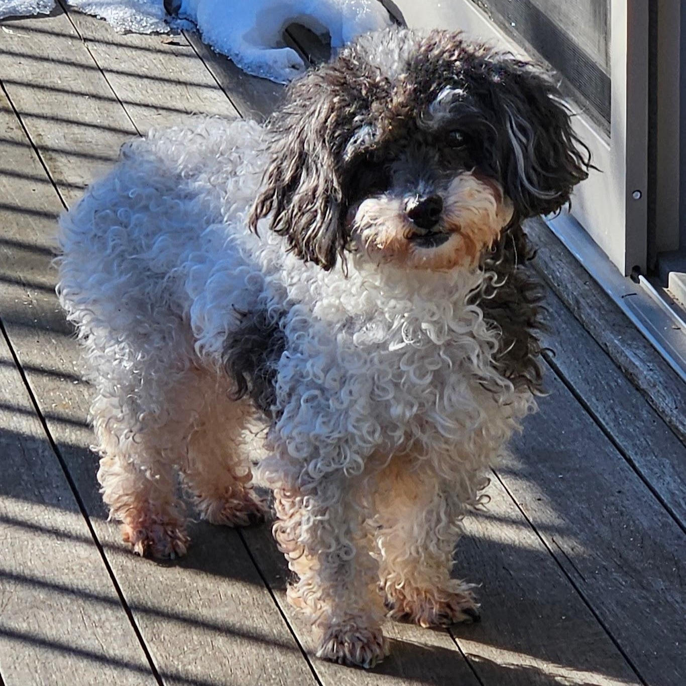 Enlarge Lyra, a ADOPTABLE Miniature Poodle in Hartland, WI image 3/6