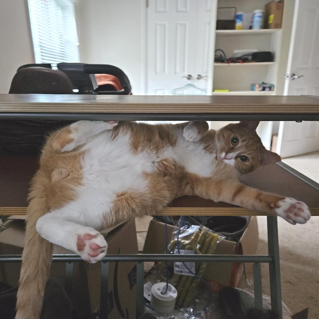 Enlarge Egg Roll, a Adoptable Domestic Short Hair in Reisterstown, MD image 2/5