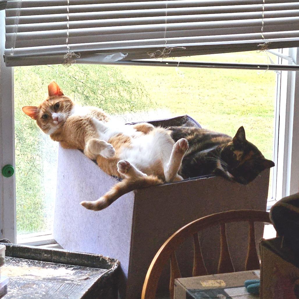 Enlarge Egg Roll, a Adoptable Domestic Short Hair in Reisterstown, MD image 3/5