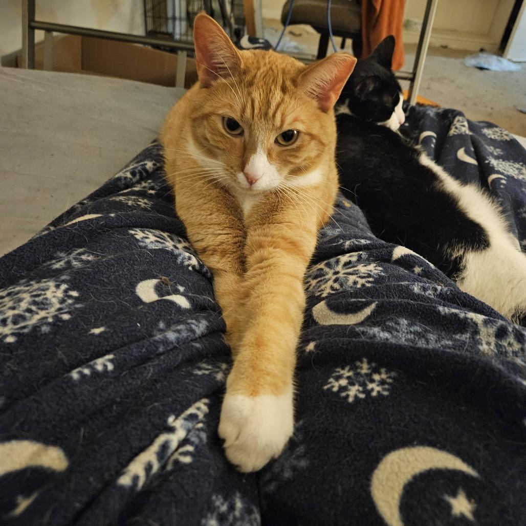 Enlarge Egg Roll, a Adoptable Domestic Short Hair in Reisterstown, MD image 4/5