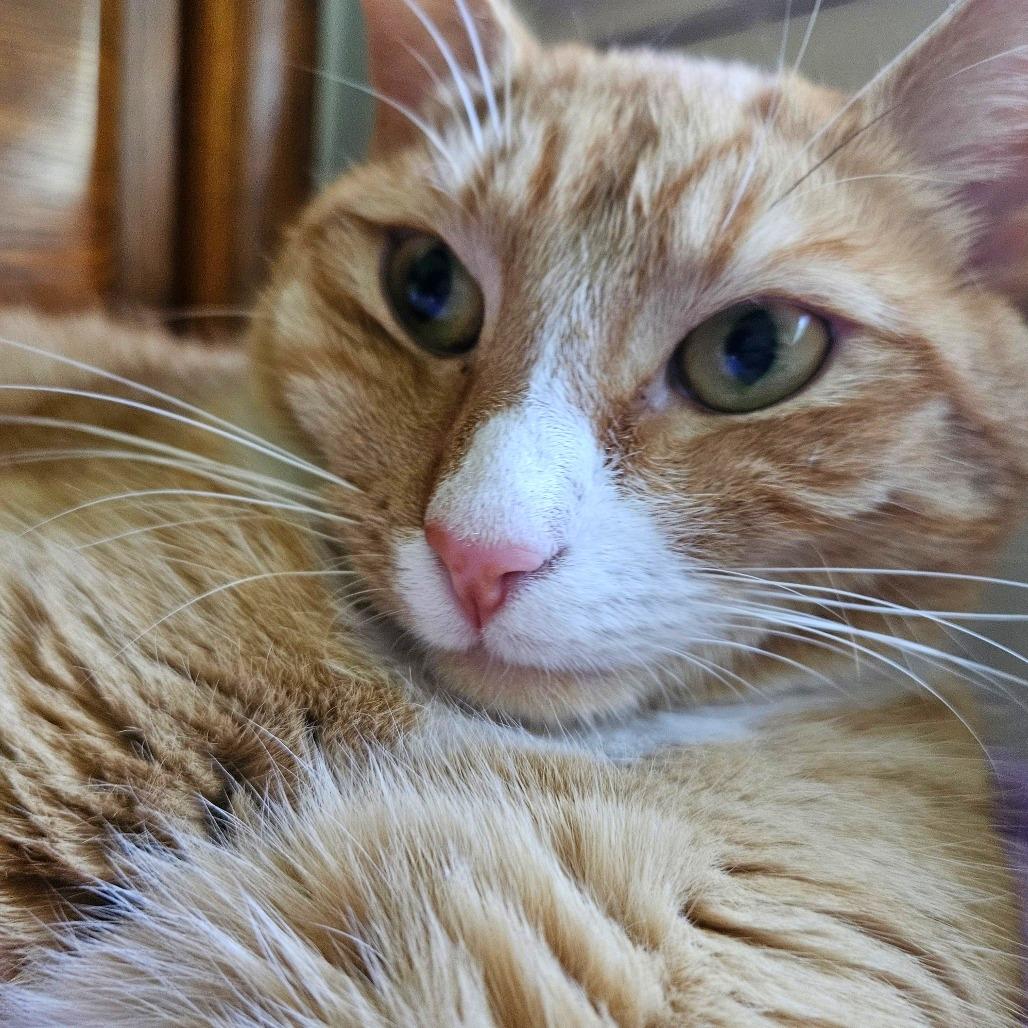 Enlarge Egg Roll, a Adoptable Domestic Short Hair in Reisterstown, MD image 5/5