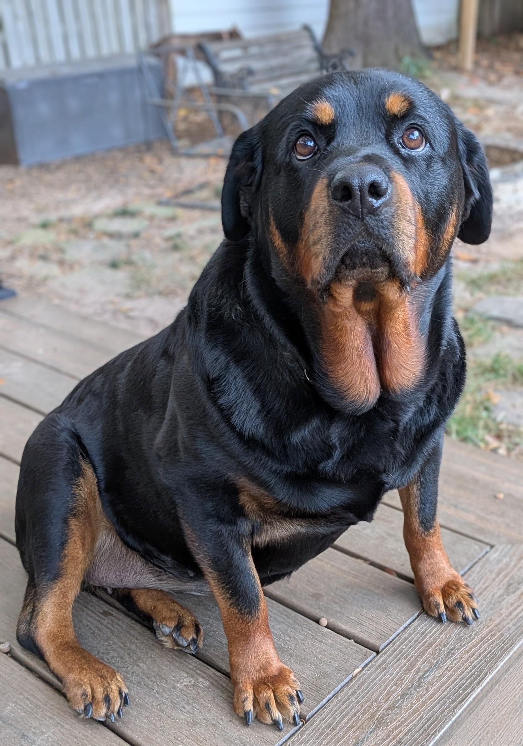 Enlarge Hester, a Adoptable Rottweiler in Atlanta, GA image 5/5