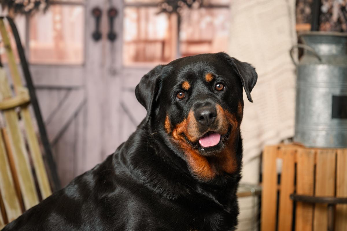 Enlarge Hester, a Adoptable Rottweiler in Atlanta, GA image 2/5