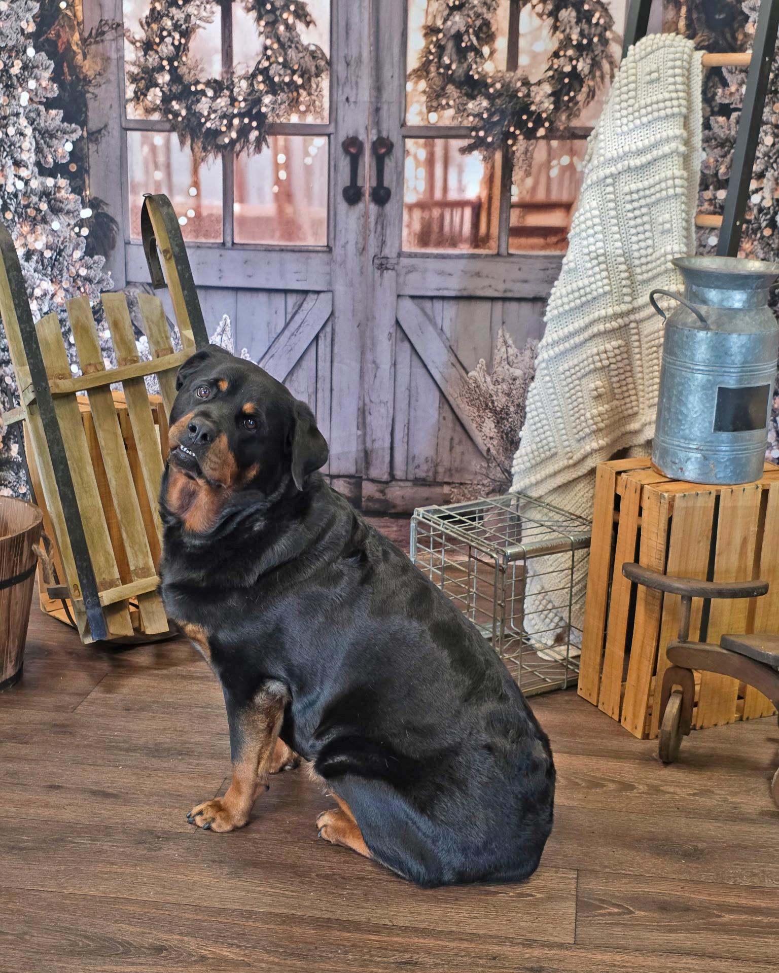 Enlarge Hester, a Adoptable Rottweiler in Atlanta, GA image 3/5