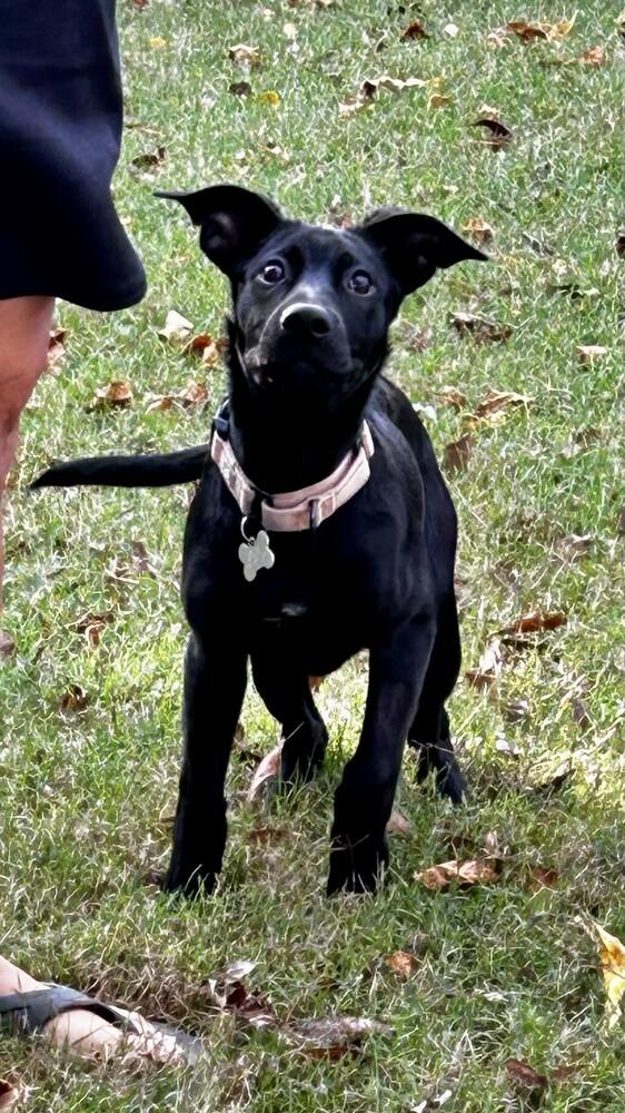 Zeta Sparks, a Adoptable mixed breed in Boston, MA image 1/6