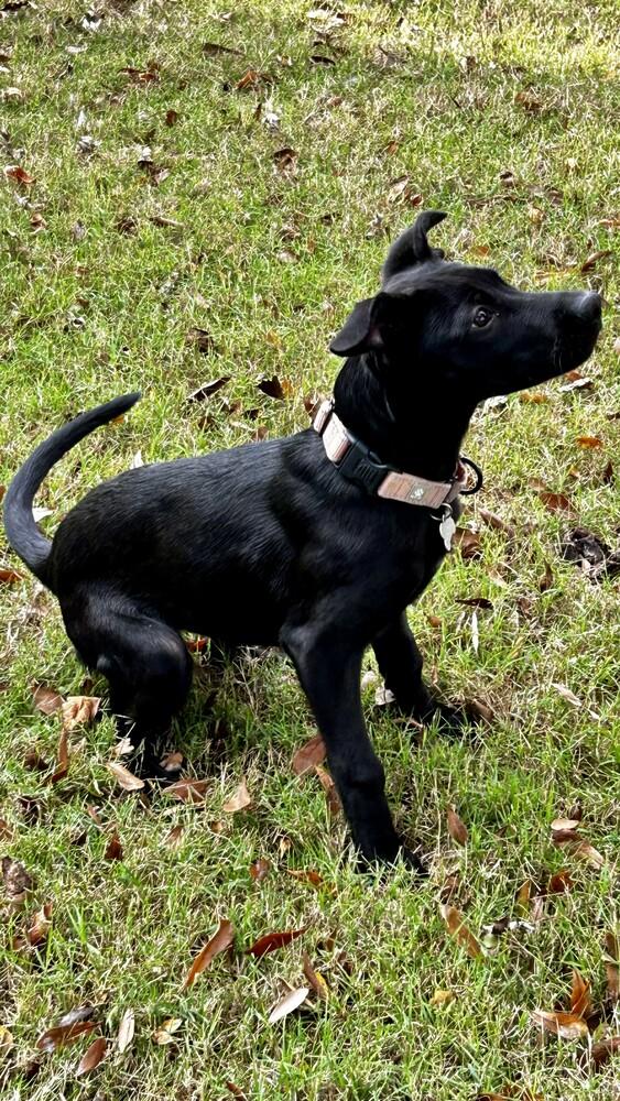 Zeta Sparks, a Adoptable mixed breed in Boston, MA image 2/6