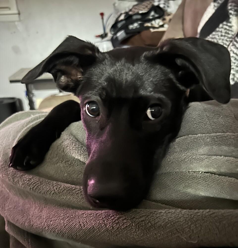 Zeta Sparks, a Adoptable mixed breed in Boston, MA image 3/6