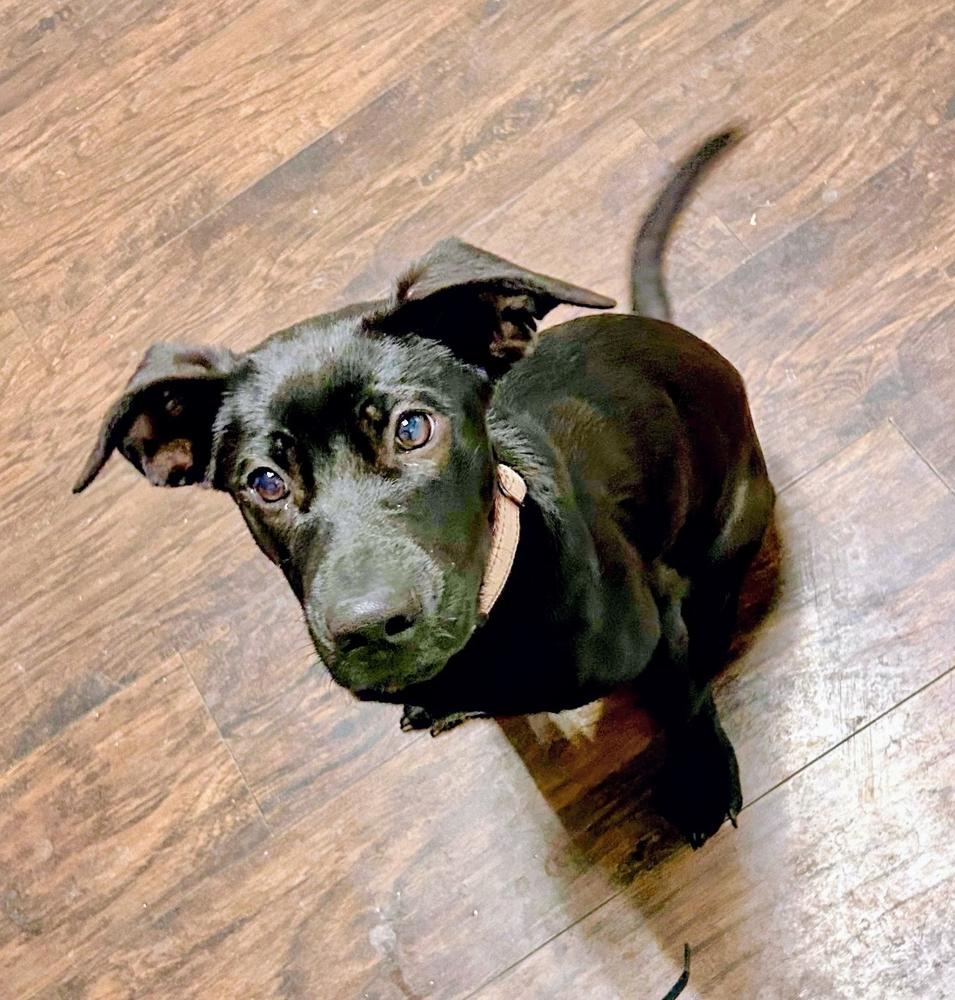 Zeta Sparks, a Adoptable mixed breed in Boston, MA image 4/6