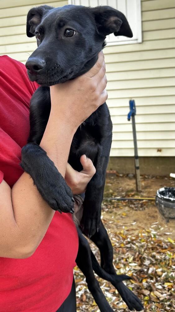 Zeta Sparks, a Adoptable mixed breed in Boston, MA image 5/6