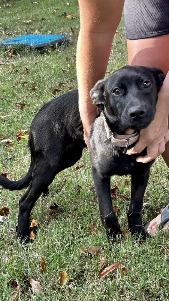 Zeta Sparks, a Adoptable mixed breed in Boston, MA image 6/6