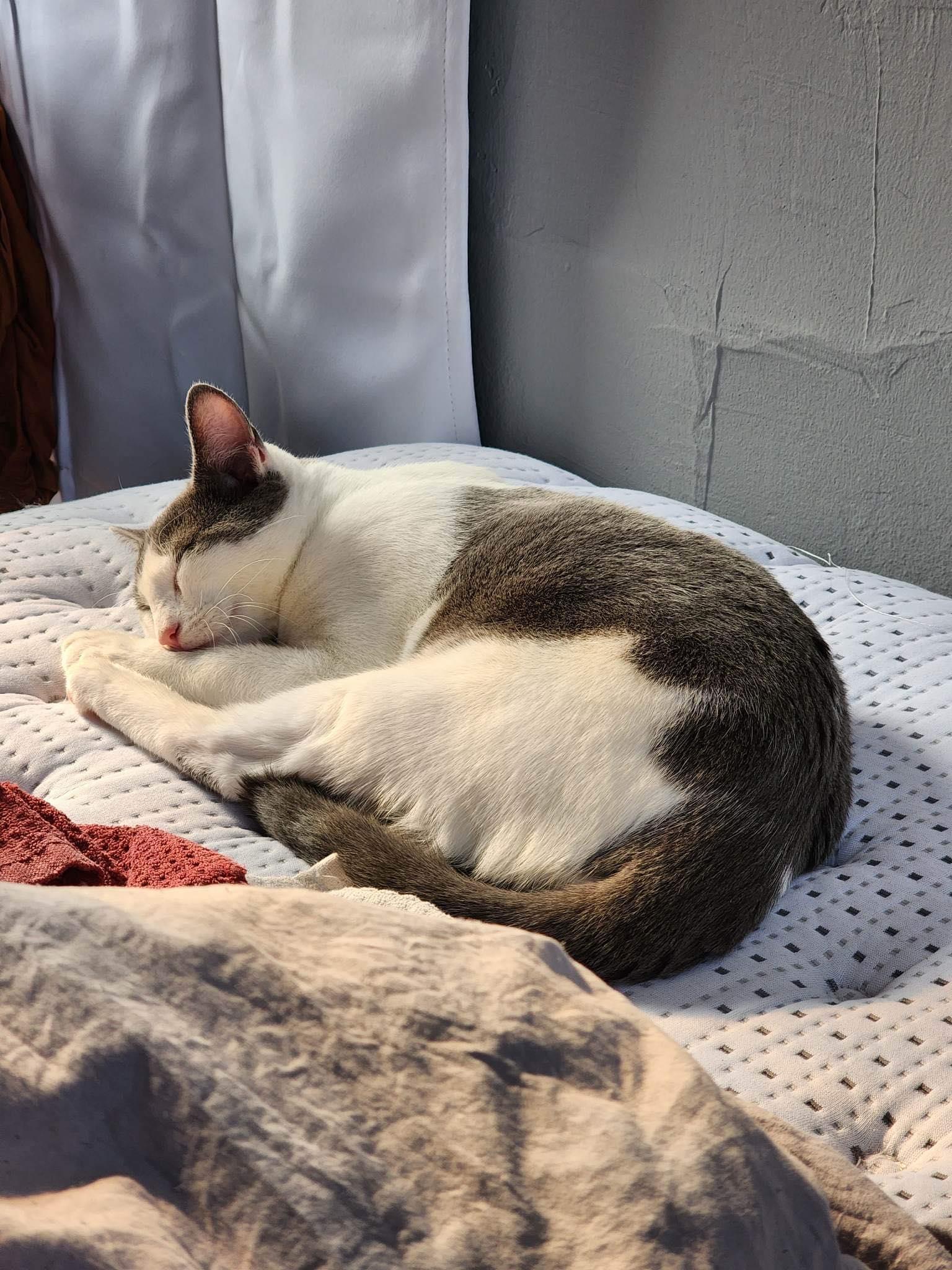 Soybean, Adoptable, Adult Male Domestic Short Hair.