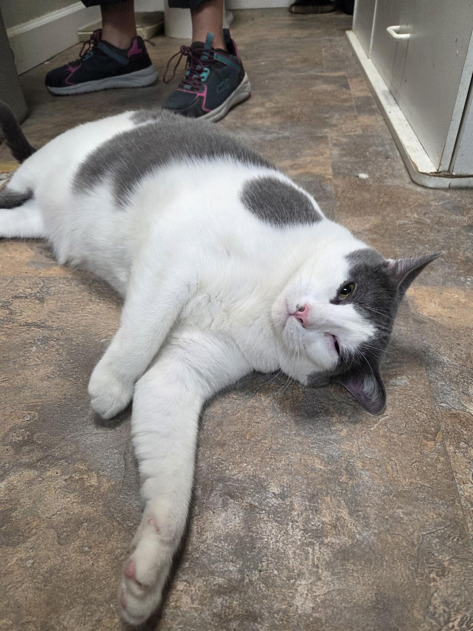 Enlarge Soybean, a Adoptable Domestic Short Hair in St. Ann, MO image 2/3