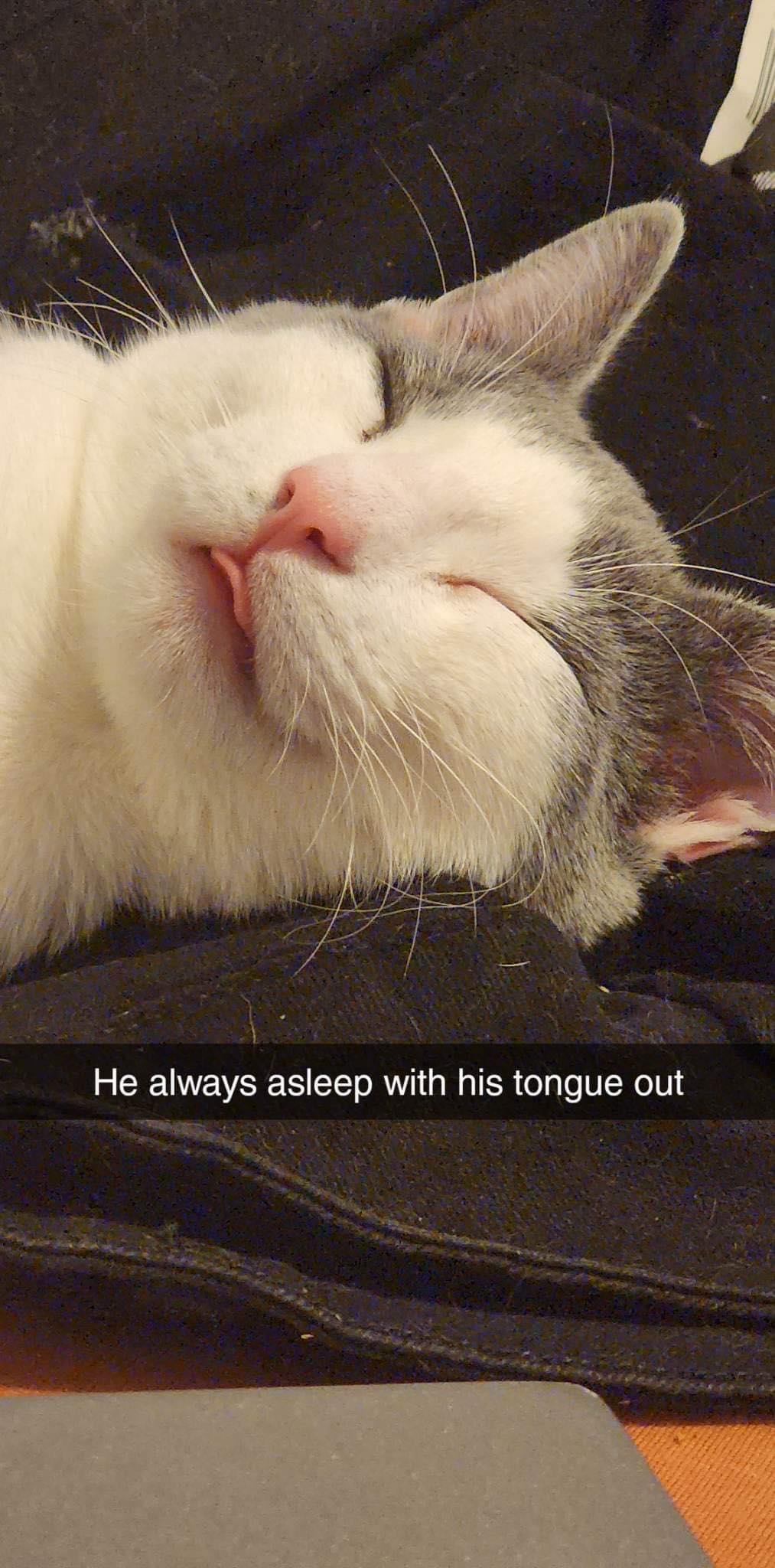 Soybean, Adoptable, Adult Male Domestic Short Hair.