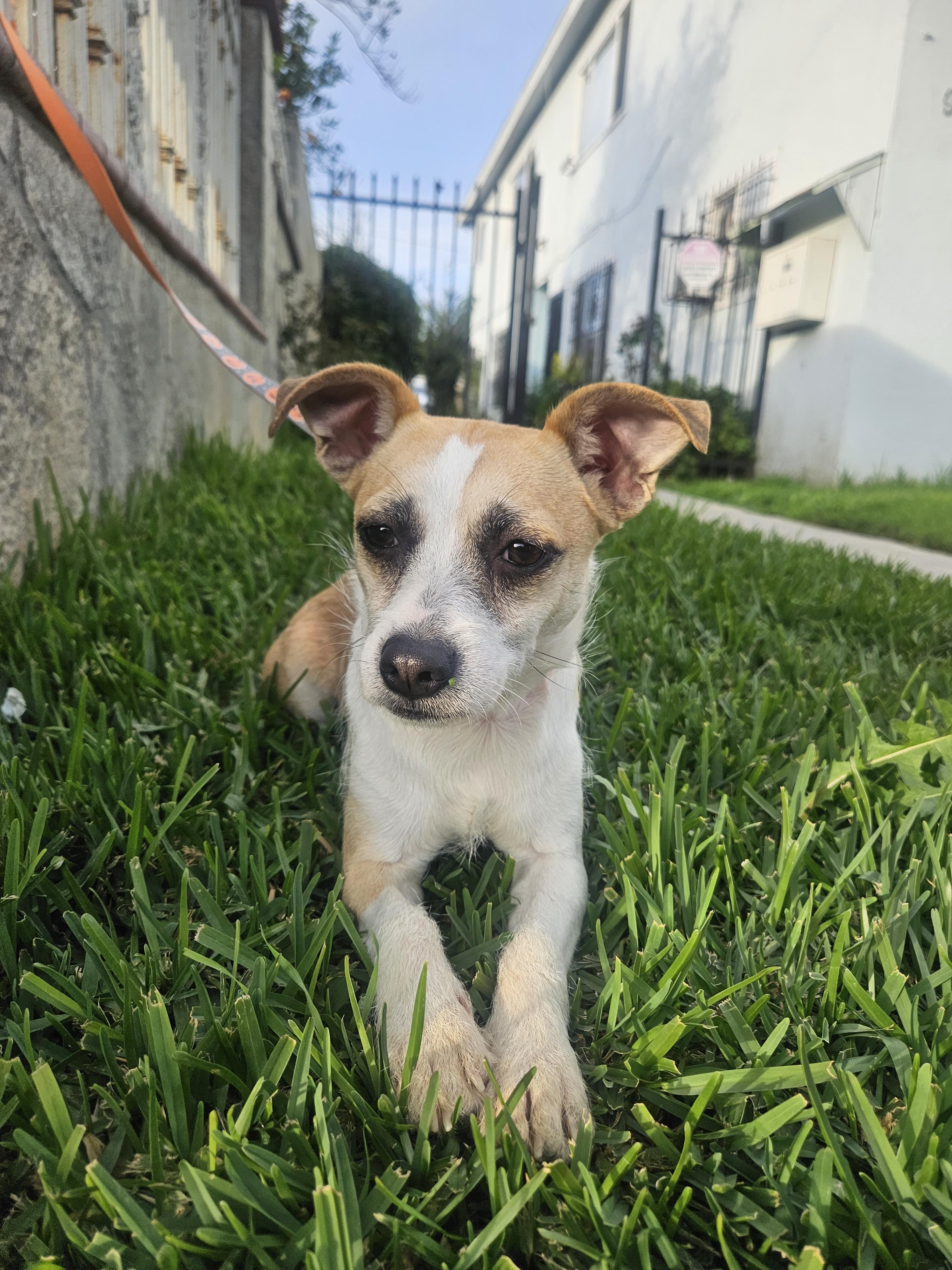 Enlarge Yuki, an adoptable mixed breed in Los Angeles, CA image 2/6