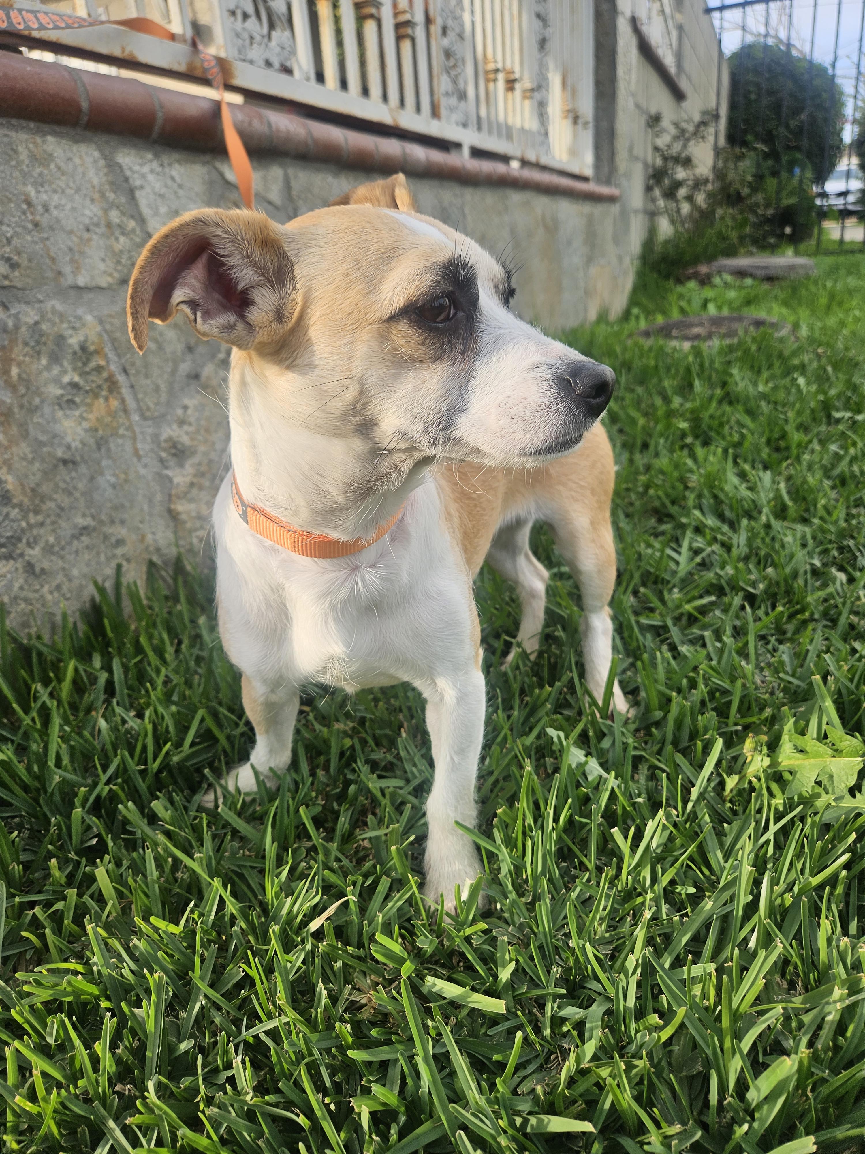 Enlarge Yuki, an adoptable mixed breed in Los Angeles, CA image 4/6