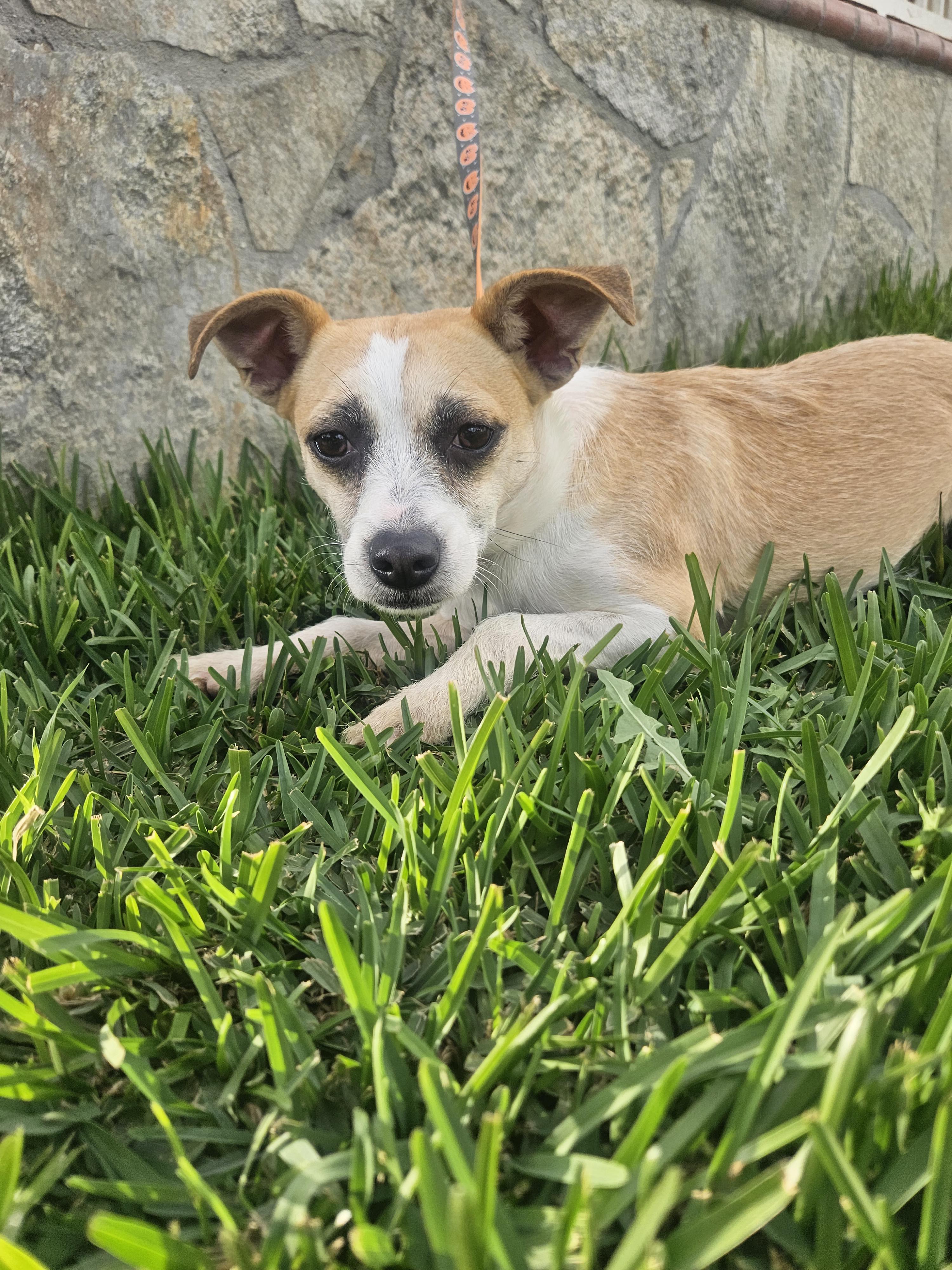 Enlarge Yuki, an adoptable mixed breed in Los Angeles, CA image 5/6