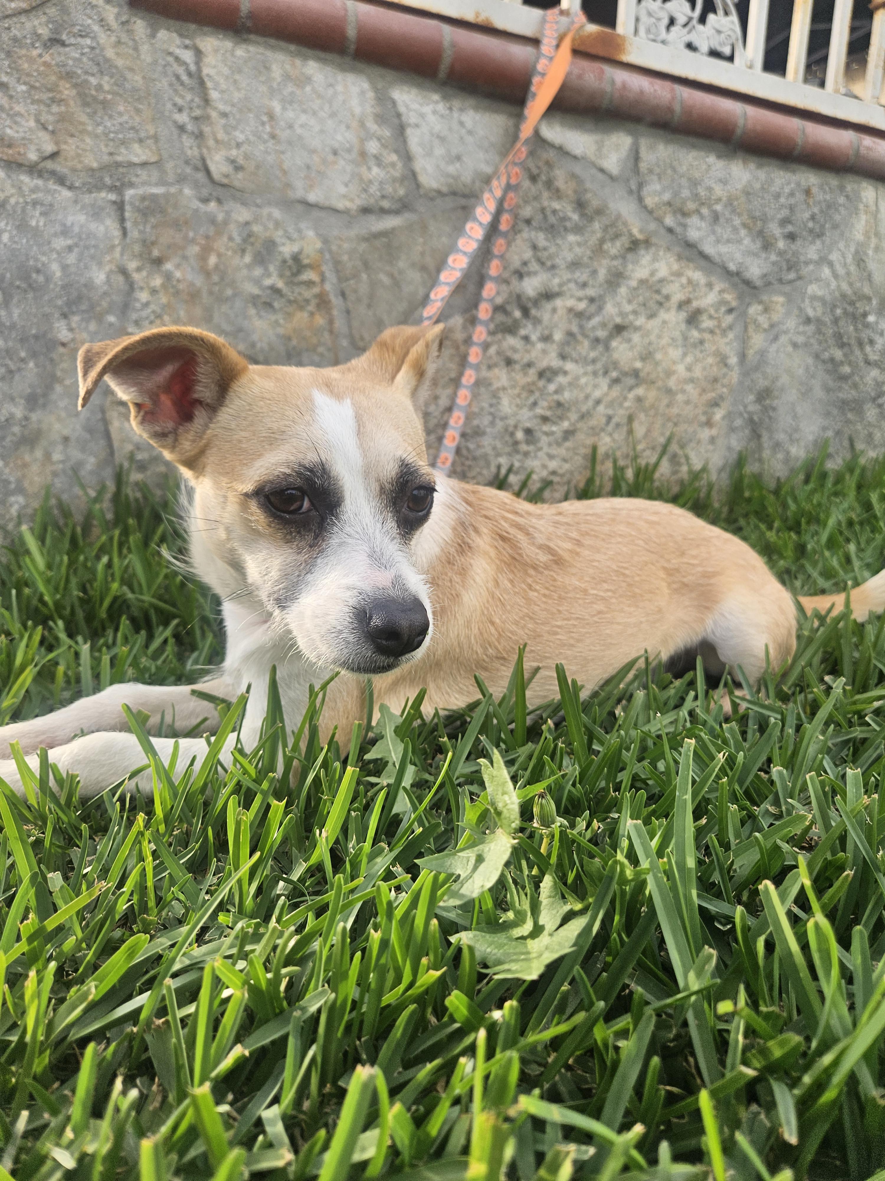 Yuki, adoptable, Young Female Jack Russell Terrier & Chihuahua.