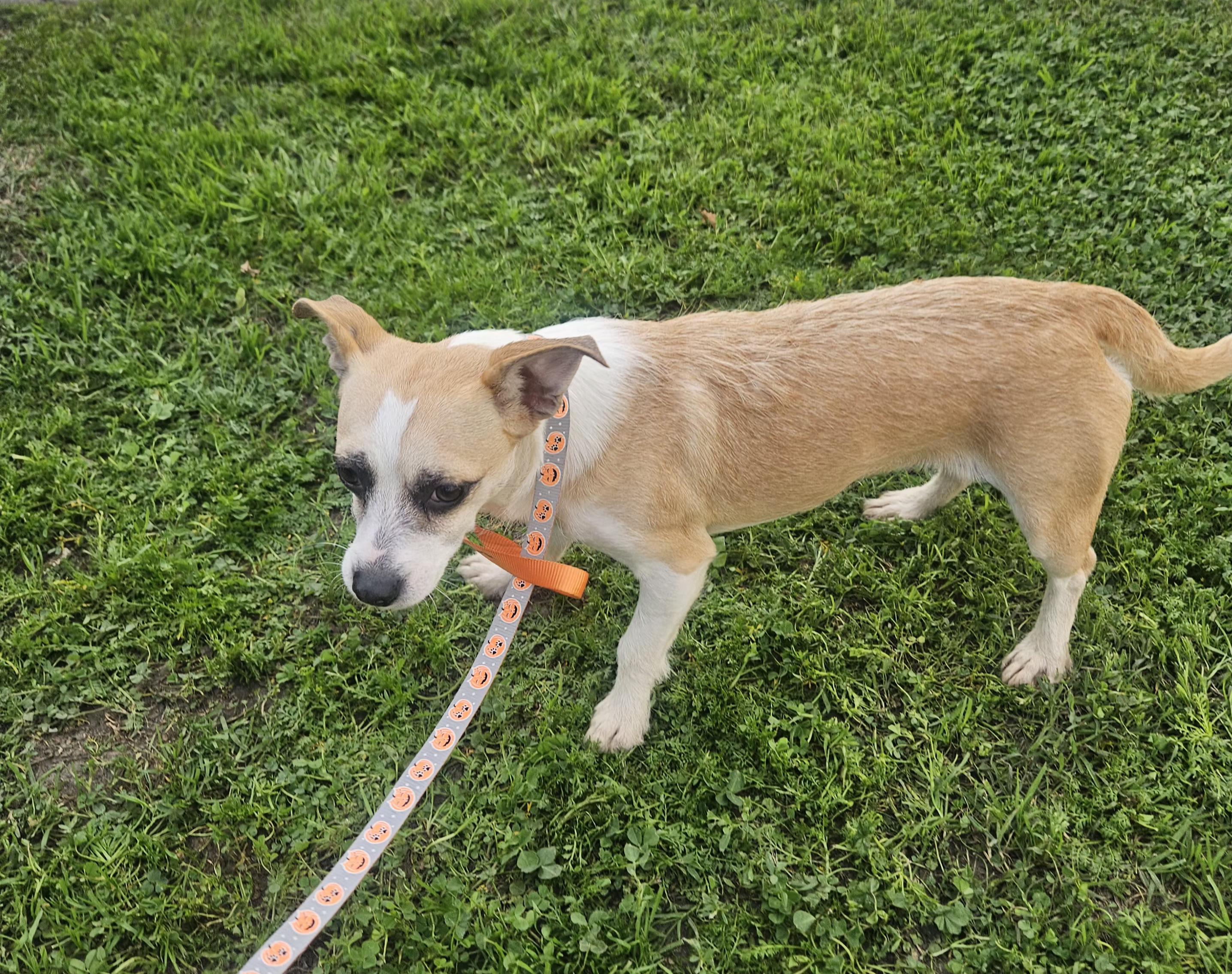 Enlarge Yuki, an adoptable mixed breed in Los Angeles, CA image 3/6