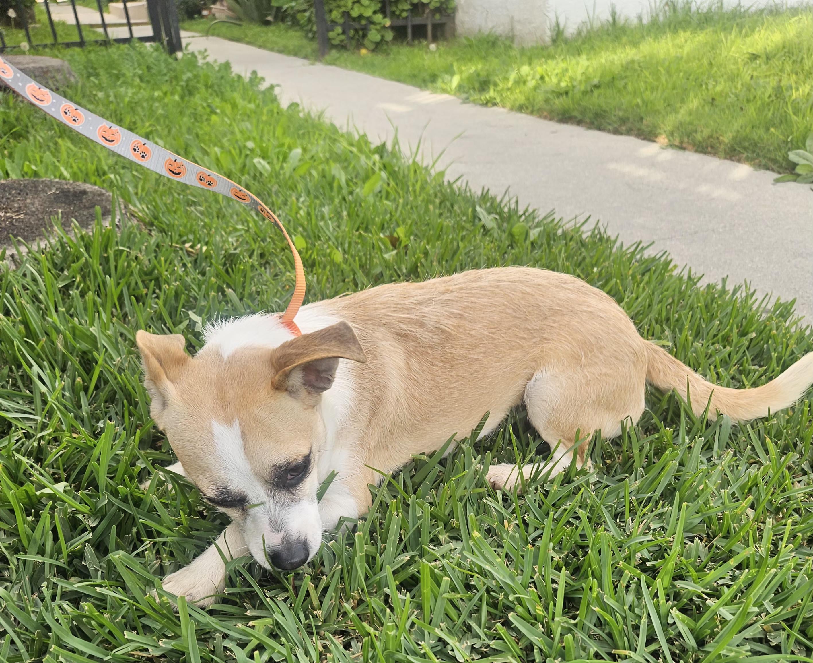 Enlarge Yuki, an adoptable mixed breed in Los Angeles, CA image 6/6