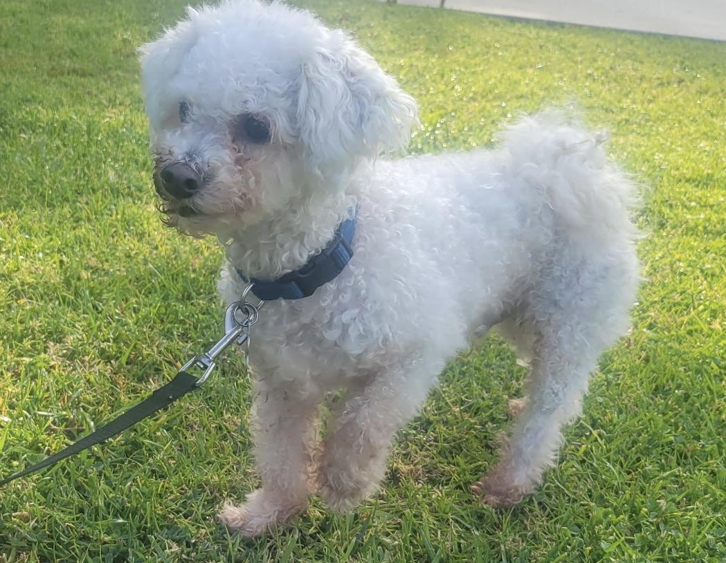 Cody #548, Adoptable, Adult Male Bichon Frise.