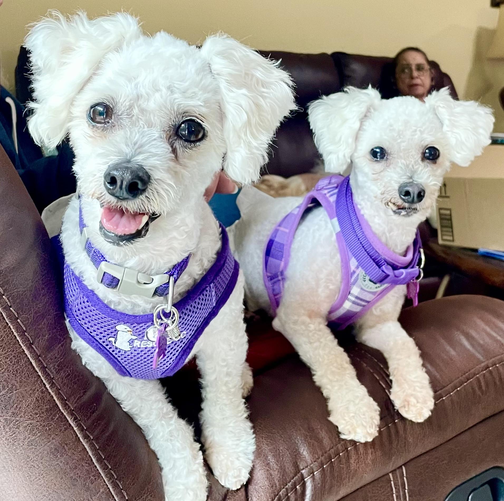 Cody #548, a Adopted Bichon Frise in Placentia, CA image 2/6