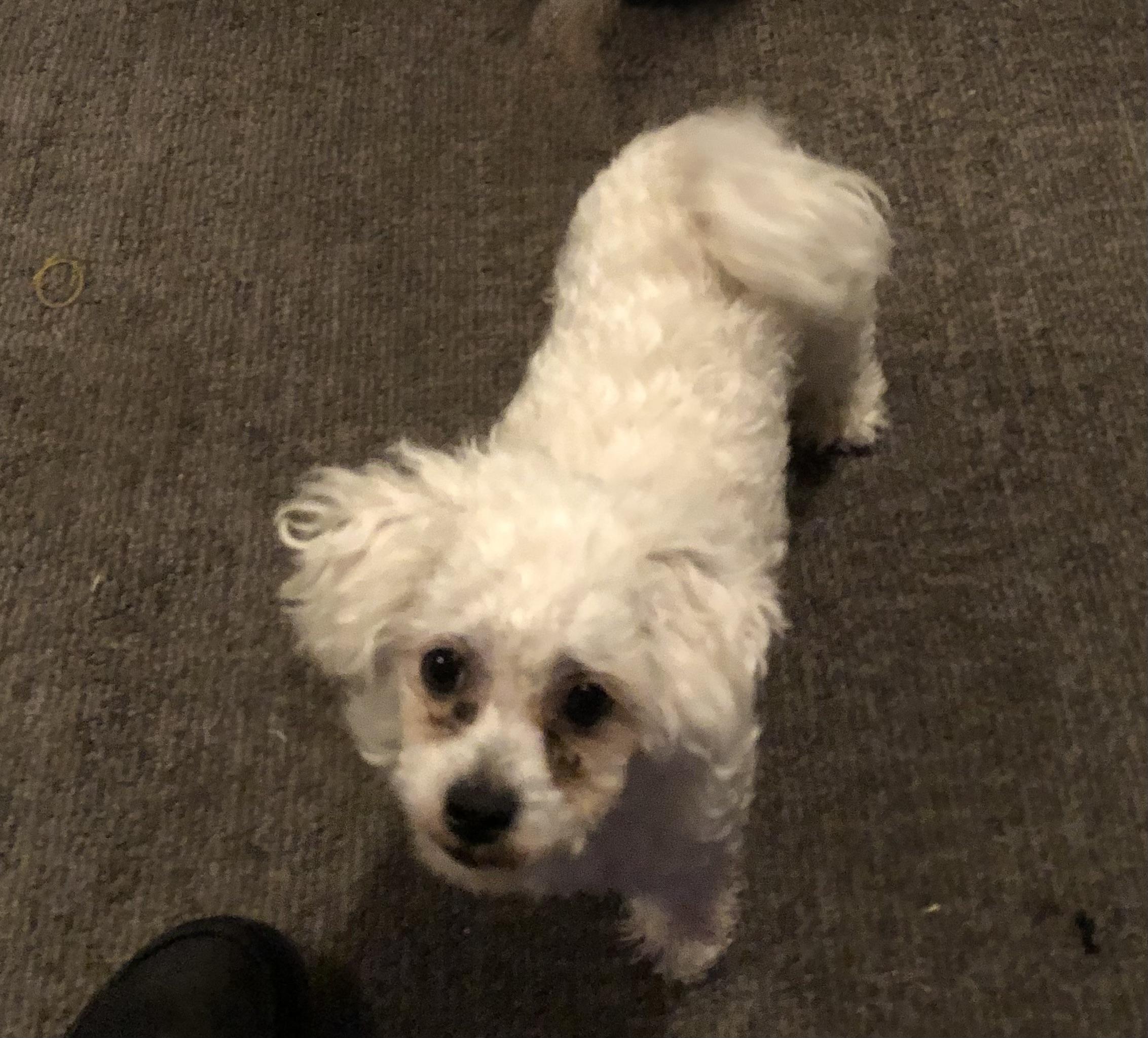 Enlarge Cody #548, a Adoptable Bichon Frise in Placentia, CA image 2/3