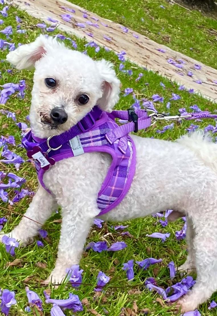 Cody #548, a Adopted Bichon Frise in Placentia, CA image 4/6