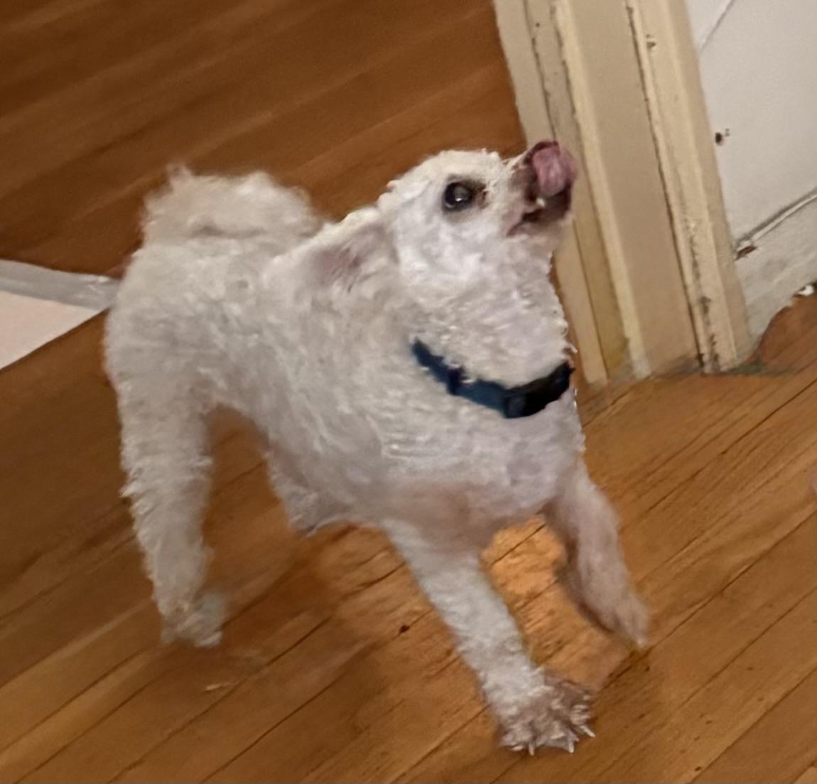 Enlarge Cody #548, a Adoptable Bichon Frise in Placentia, CA image 3/3