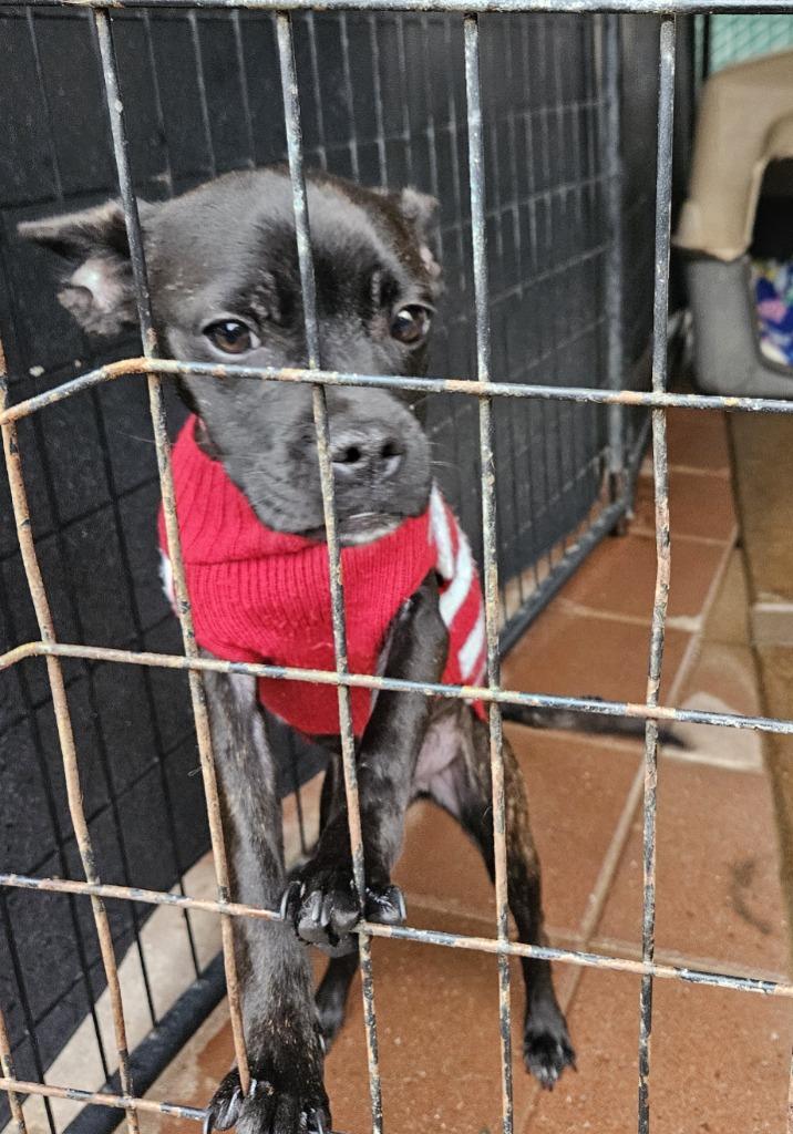Enlarge Matilda, a Adoptable mixed breed in Lemoore, CA image 1/6