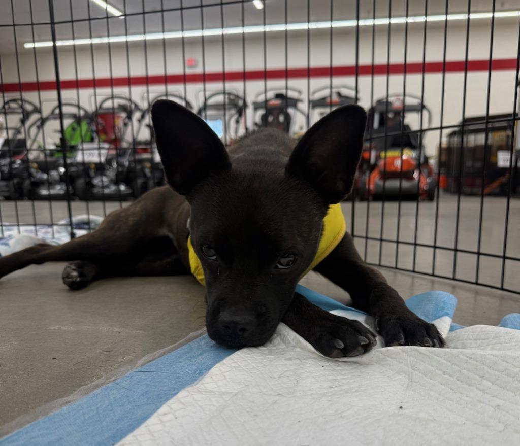 Enlarge Matilda, a Adoptable mixed breed in Lemoore, CA image 2/6
