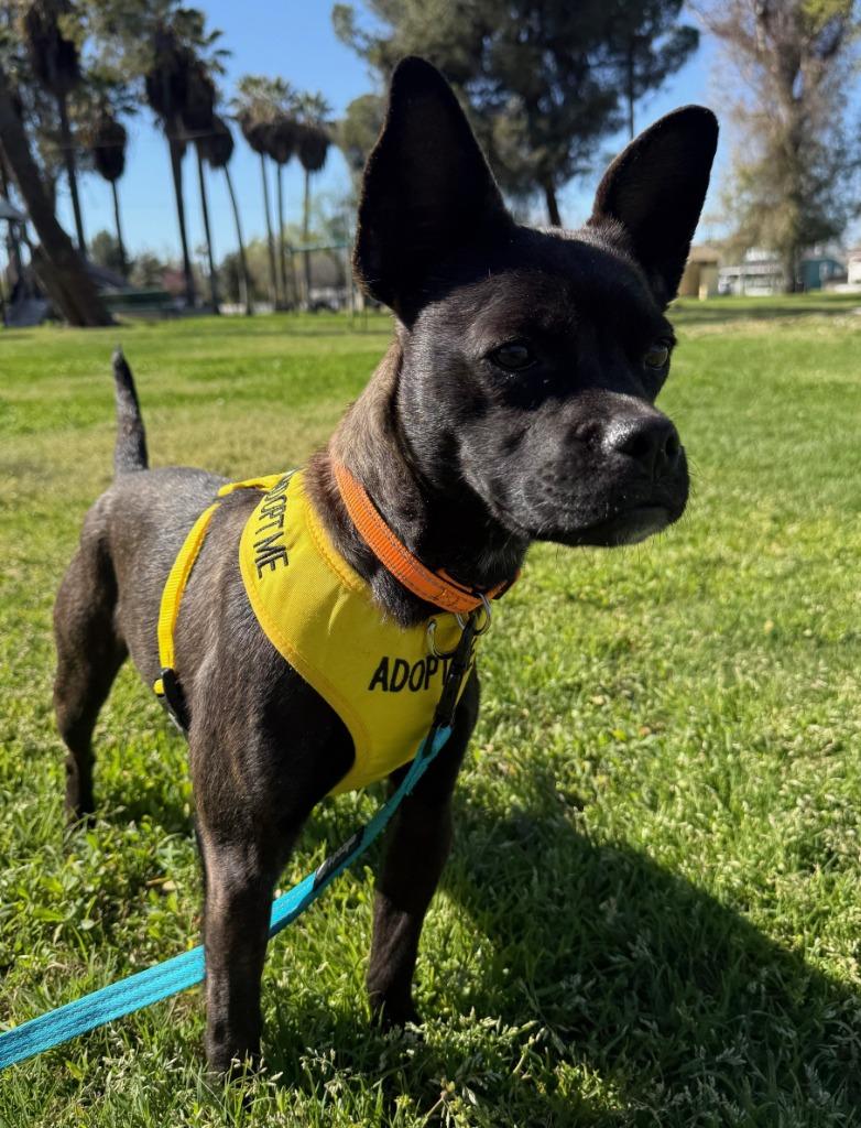 Enlarge Matilda, a Adoptable mixed breed in Lemoore, CA image 3/6