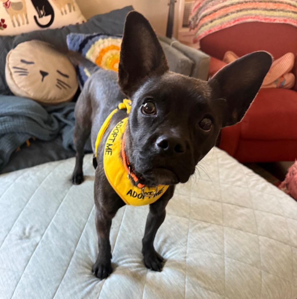Enlarge Matilda, a Adoptable mixed breed in Lemoore, CA image 4/6