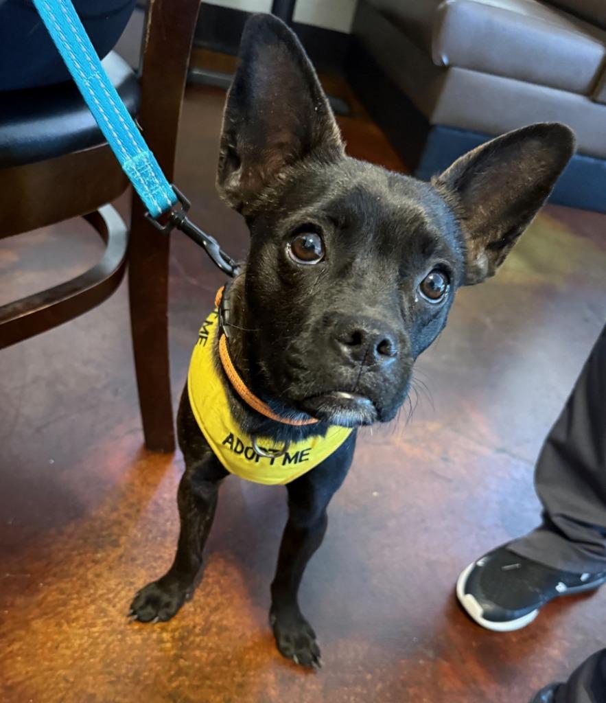 Enlarge Matilda, a Adoptable mixed breed in Lemoore, CA image 5/6