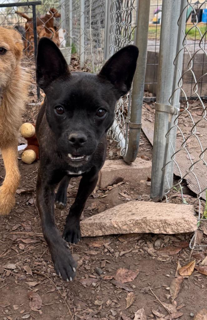 Enlarge Matilda, a Adoptable mixed breed in Lemoore, CA image 6/6